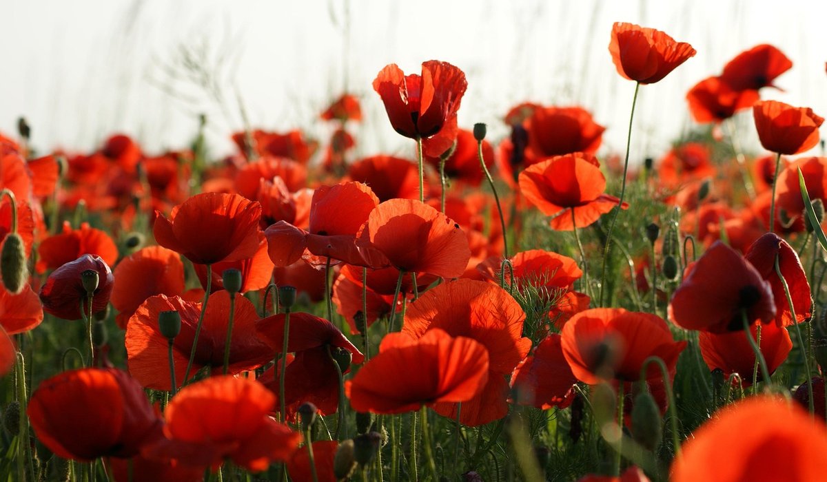 Preparing Your Garden for Frost and Snow